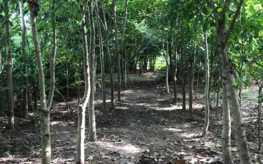 บ้านพักตากอากาศใกล้กทม 5-1-18 ตรว หนองเหียง พนัสนิคม ชลบุรี